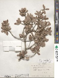 Quercus berberidifolia image