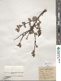 Quercus berberidifolia image