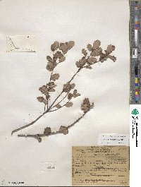 Quercus berberidifolia image