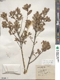 Quercus berberidifolia image