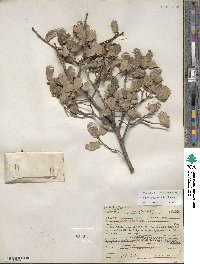 Quercus berberidifolia image