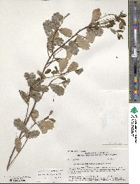 Quercus berberidifolia image