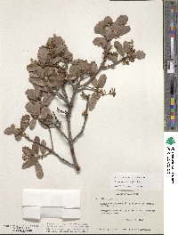 Quercus berberidifolia image