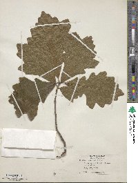 Quercus bicolor image