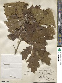 Quercus bicolor image