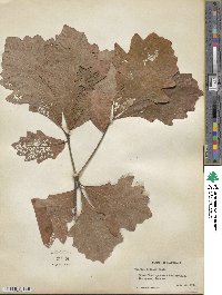 Quercus bicolor image