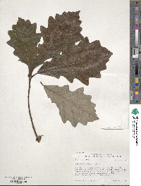 Quercus bicolor image