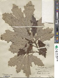 Quercus bicolor image