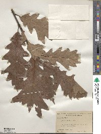 Quercus bicolor image