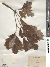 Quercus bicolor image