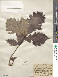 Quercus bicolor image