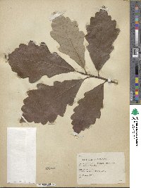 Quercus bicolor image