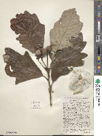 Quercus bicolor image