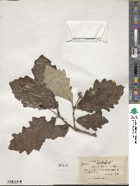 Quercus bicolor image