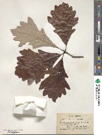 Quercus bicolor image