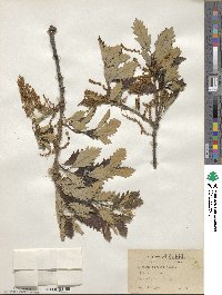 Quercus bicolor image