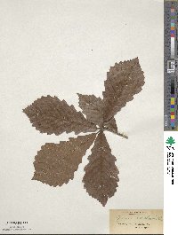 Quercus bicolor image