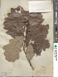 Quercus bicolor image