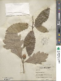 Quercus bicolor image