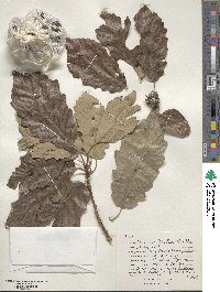 Quercus bicolor image