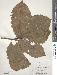 Quercus bicolor image