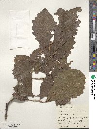 Quercus bicolor image