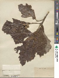 Quercus bicolor image