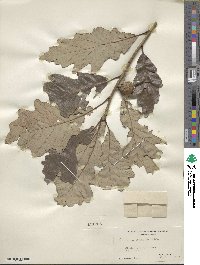 Quercus bicolor image