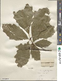 Quercus bicolor image