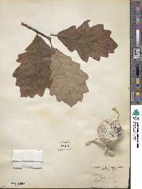 Quercus bicolor image