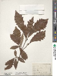 Quercus bicolor image