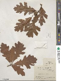 Quercus bicolor image