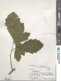 Quercus bicolor image