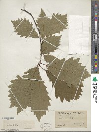 Quercus bicolor image