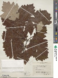 Quercus bicolor image