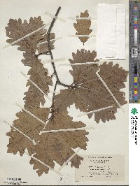 Quercus bicolor image