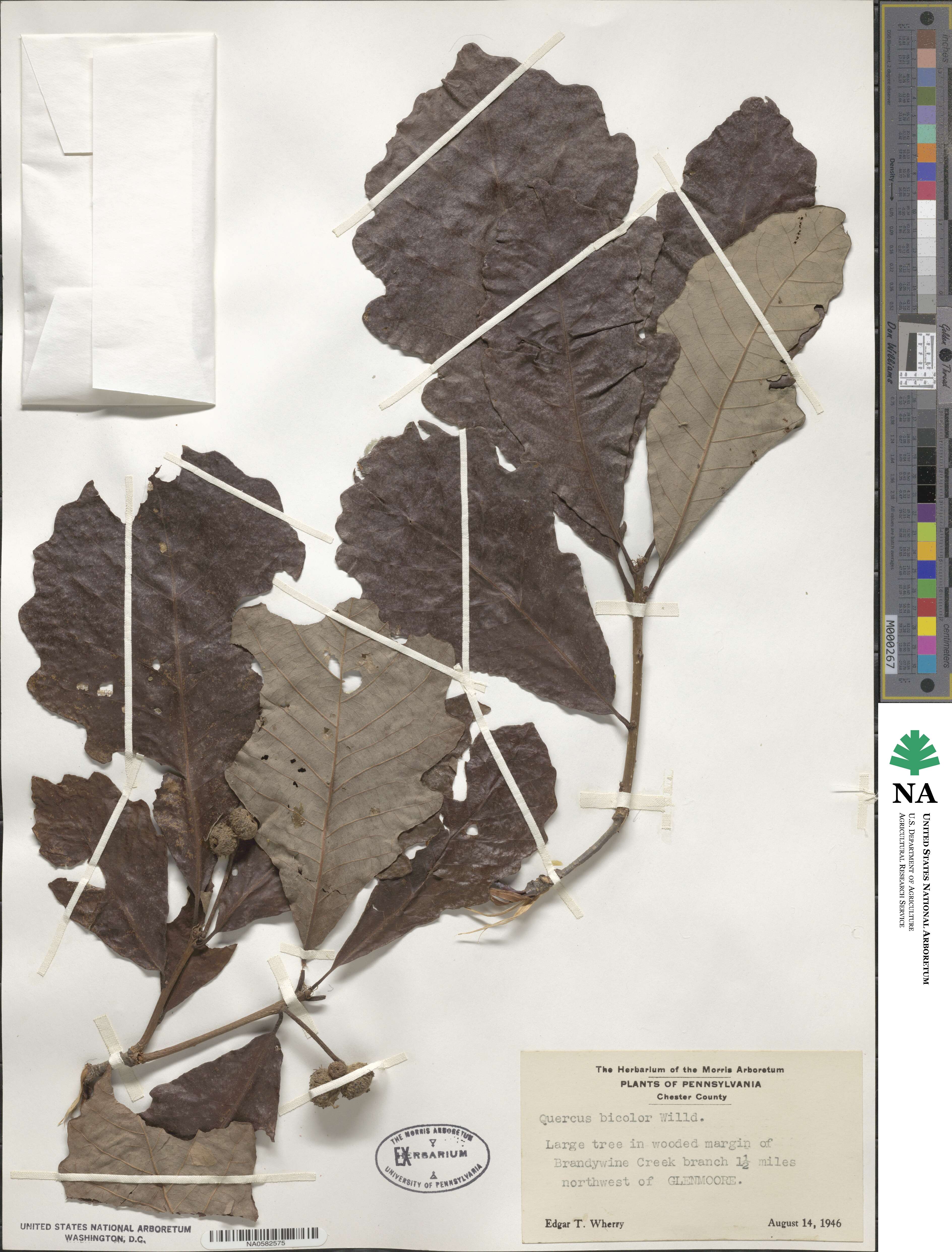 Quercus bicolor image