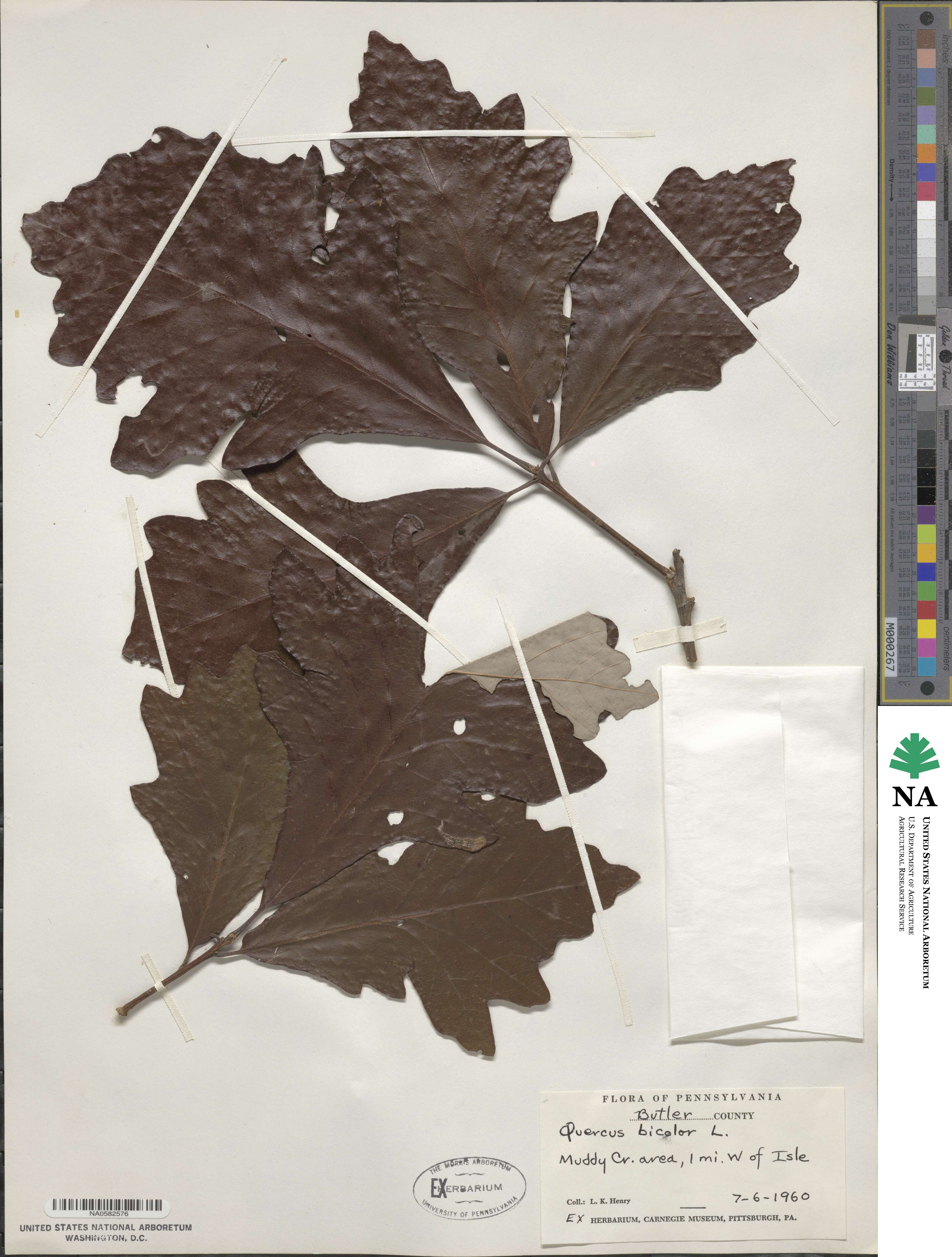 Quercus bicolor image