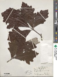 Quercus bicolor image