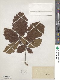 Quercus bicolor image