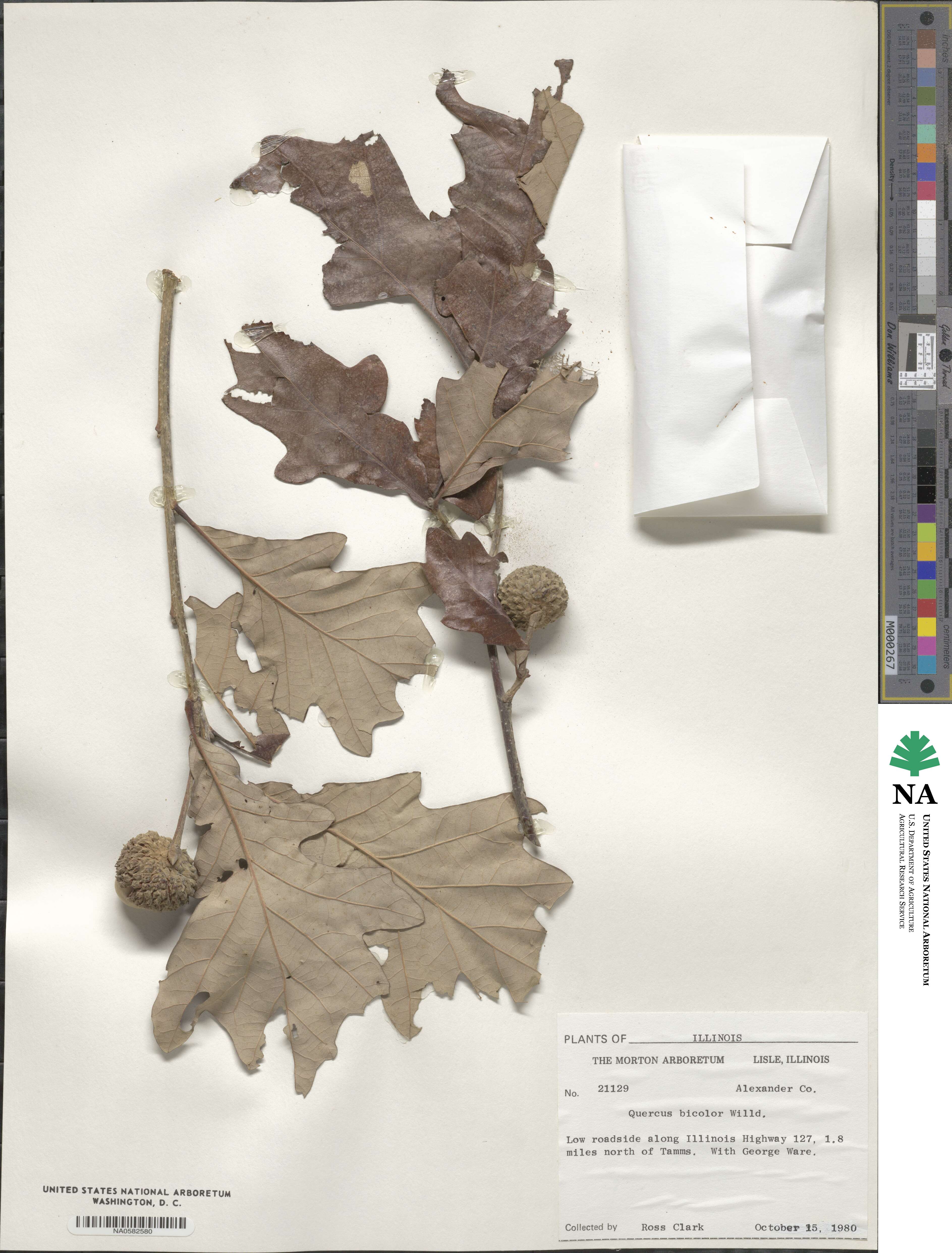 Quercus bicolor image
