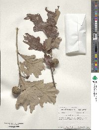 Quercus bicolor image