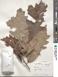 Quercus bicolor image