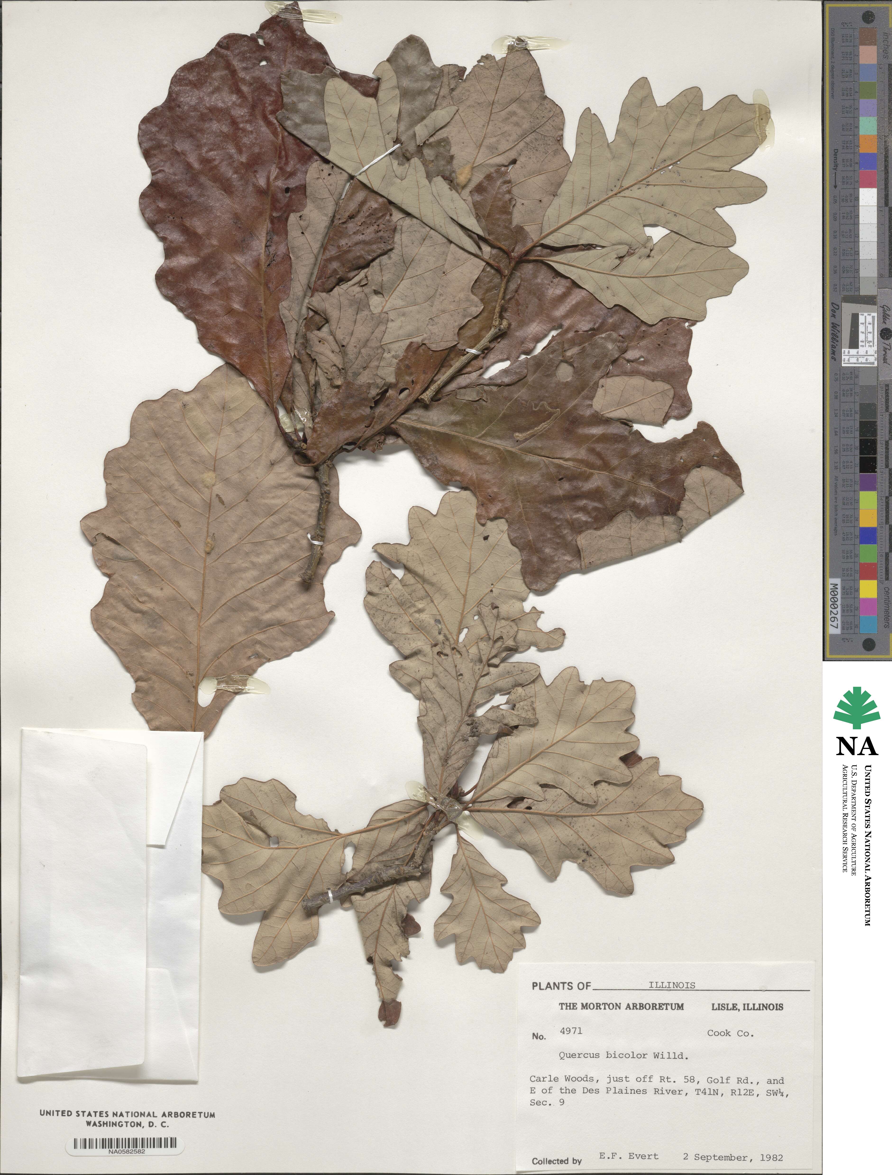 Quercus bicolor image