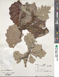 Quercus bicolor image