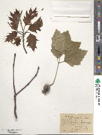 Quercus borealis image