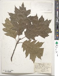 Quercus borealis image