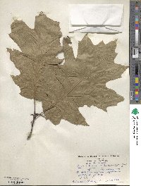 Quercus borealis image