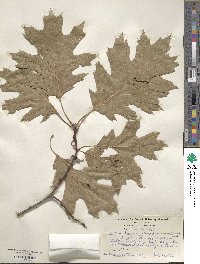 Quercus borealis image