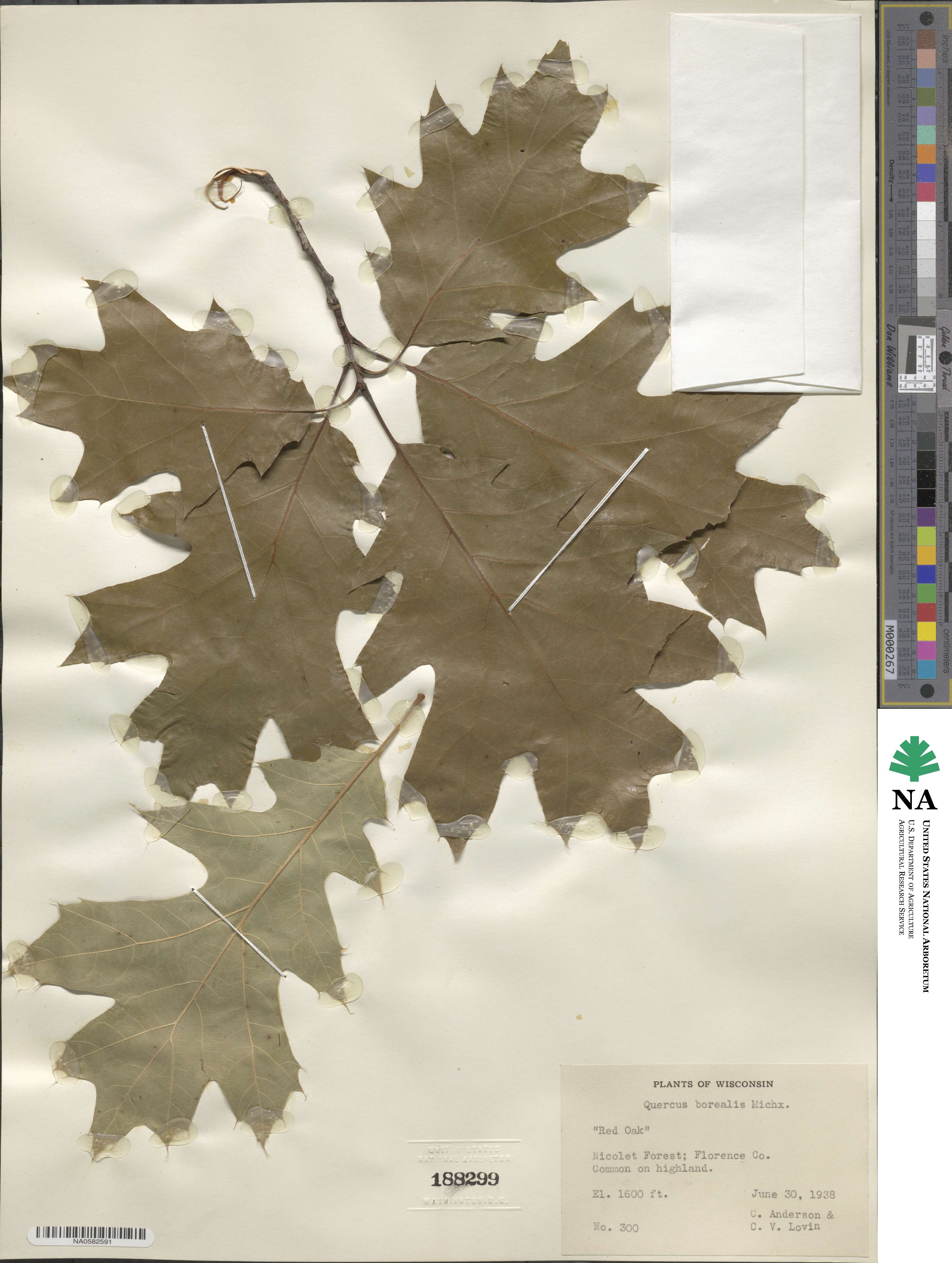 Quercus borealis image